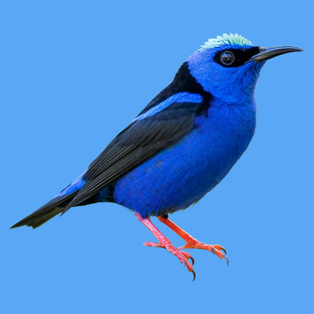 Puzzle image 13